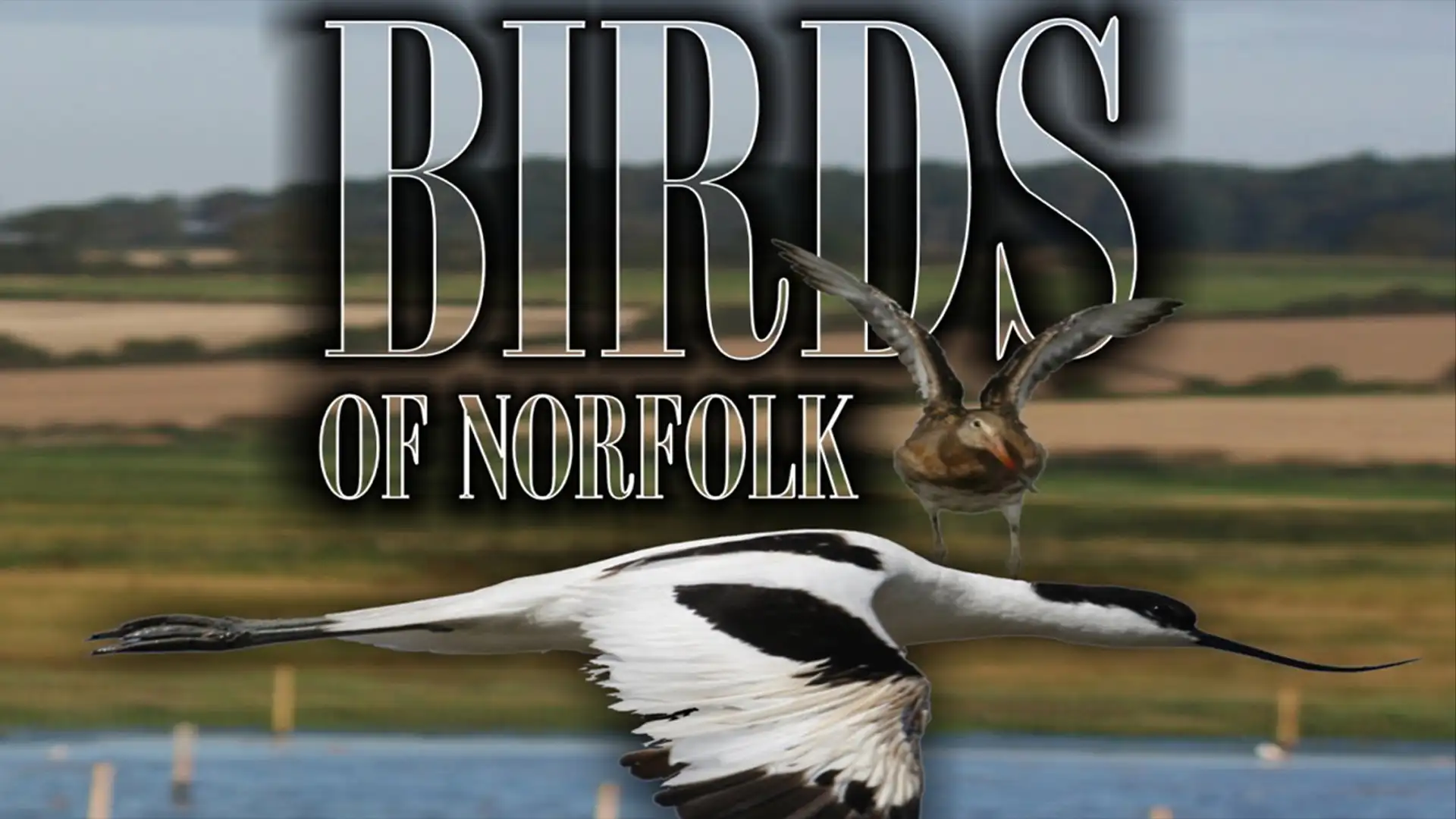 Birds of Norfolk poster