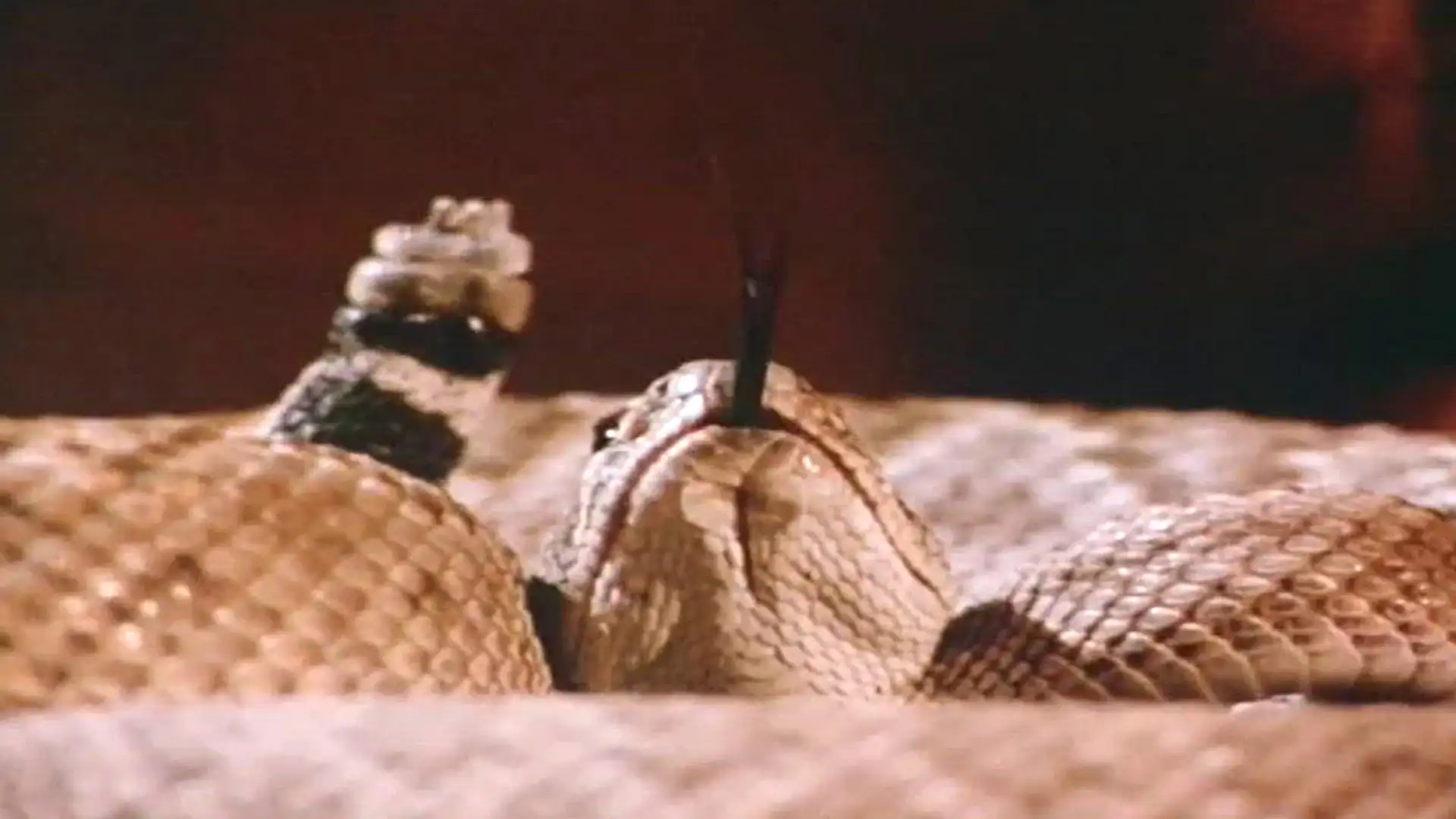 Rattlers- movie poster