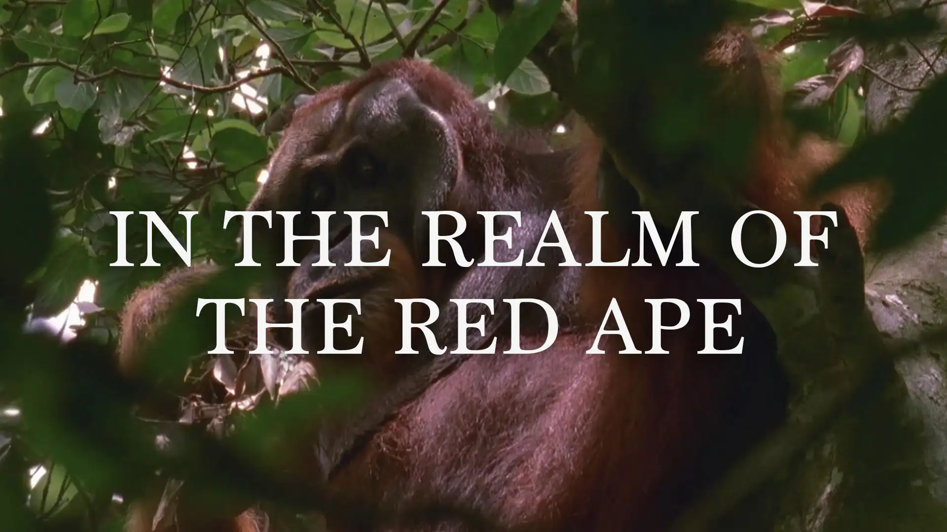 Wild Asia - S1 E01 - In the Realm of the Red Ape- movie poster